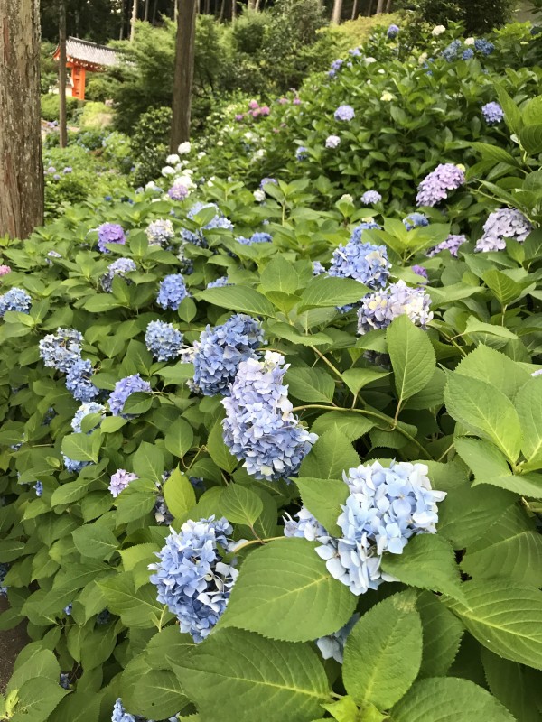 紫陽花の強剪定の時期はいつが適しているのでしょうかサムネイル