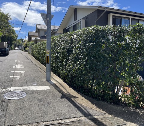 京都市伏見区でカシの生垣の剪定をさせていただきました。サムネイル